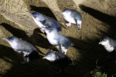 Blue penguins
