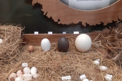 Eiervergleich
