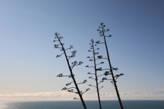 Strandgewächse