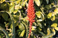 Blüte im Winter