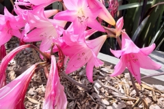 Lilien