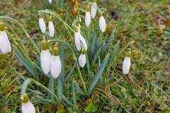 Frühlingsboten im Garten