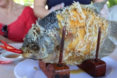 Elefantenohrfisch