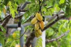 Sternfrucht