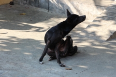 Hund in Hoi An
