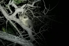 Possum