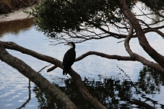 Bird-watching