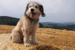 Rumo in the field