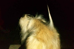 the unicorn-dog