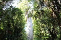 Tane Mahuta
