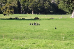 Vogelversammlung