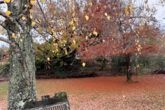 Herbststimmung auf dem Friedhof
