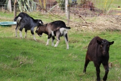 Impression aus dem "buried village" Te Wairoa