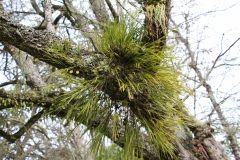 Impression aus dem "buried village" Te Wairoa