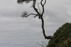 Mimiwhangata