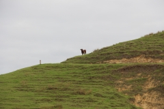 Kuh in Mimiwhangata