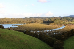 Mangrovenwald