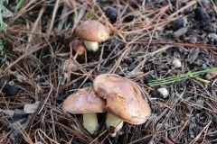 Pilze in Neuseeland